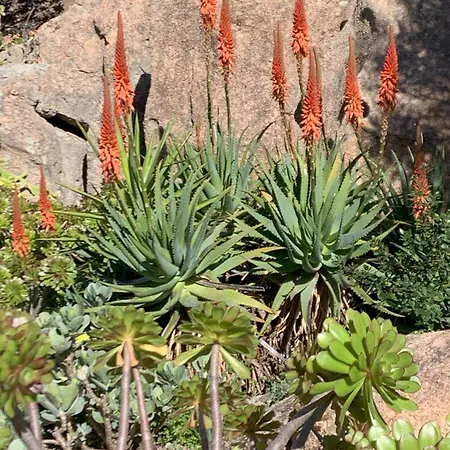 L'olivastro A * بورتو كيرفو