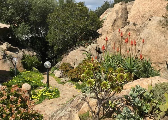 L'olivastro 1 Porto Cervo