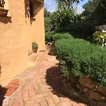 L'olivastro A Porto Cervo