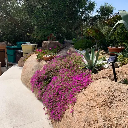 L'olivastro Porto Cervo
