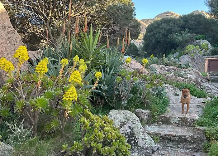 펜션 L'olivastro A 포르투 세르보