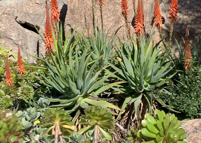 L'olivastro A * 포르투 세르보