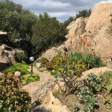 L'olivastro 1 Porto Cervo